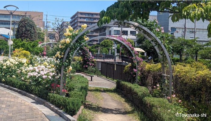 ふれあい緑地バラ園