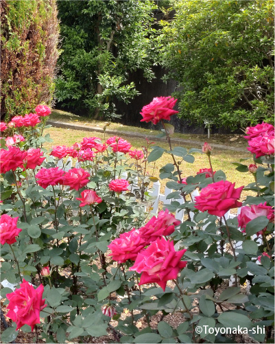 清谷池公園 バラ園