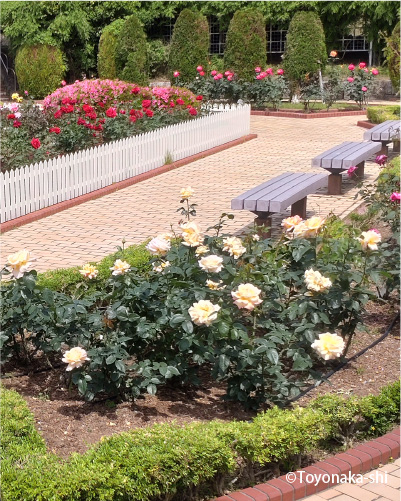 清谷池公園 バラ園