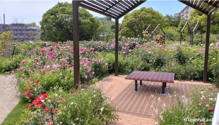 二ノ切池公園 バラ園