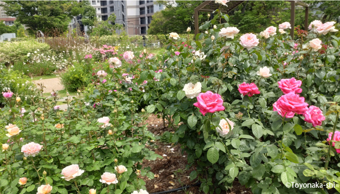 二ノ切池公園 バラ園