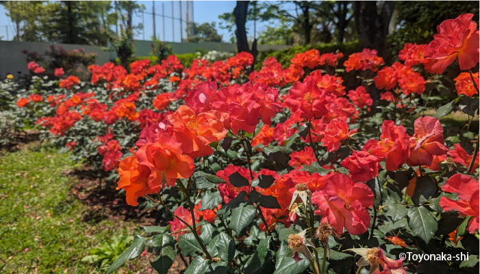 豊島公園バラ園